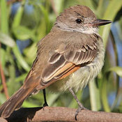 Ash-throated Flycatcher